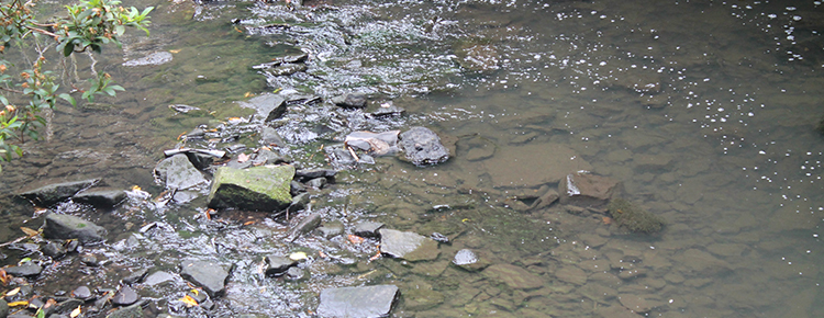 Stream running through a forest