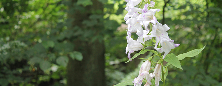 Close up of Flower Bells